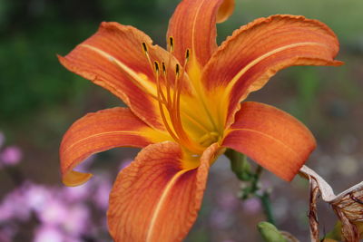 Close-up of orange day lily blooming outdoors