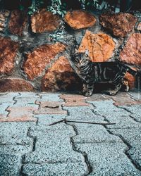 Shadow of cat on wall