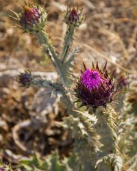 Close-up of thistle