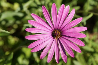 Close-up of pink flower blooming outdoors