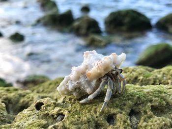 Close-up of crab on rock in sea