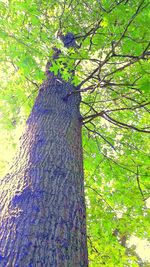 Trees growing in sunlight