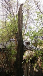 Low angle view of trees