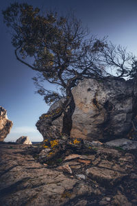 Low angle view of tree by rock against blue sky