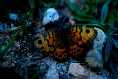 Close-up of butterfly on tree trunk