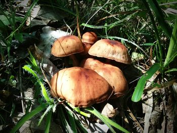 Close-up of mushrooms growing on field