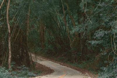 Road amidst trees in forest