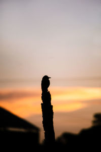 Silhouette of bird against sunset sky