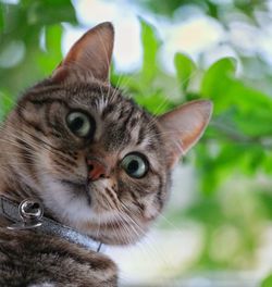 Close-up portrait of a cat