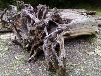 Close-up of tree trunk