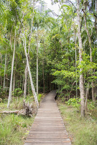 Footpath amidst trees in forest