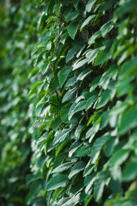 Close-up of green leaves