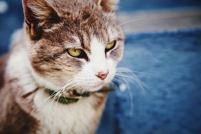 Close-up portrait of cat