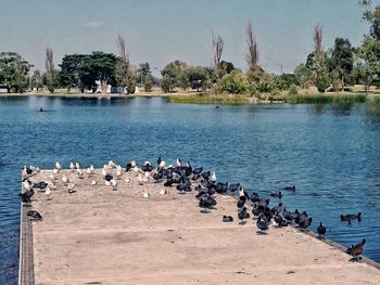 Birds in water against sky