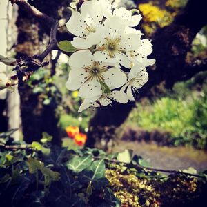 Close-up of white flowers blooming on tree