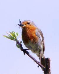 Low angle view of bird perching against clear sky