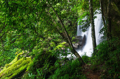 Scenic view of waterfall in forest