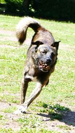 Dog on field