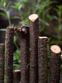 Close-up of rusty metal fence in forest