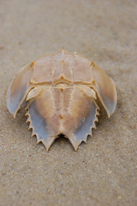 Close-up of crab on sand