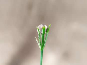Close-up of flower bud
