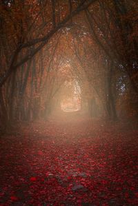 Trees along road