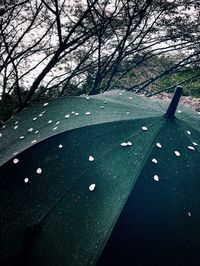 Road passing through bare trees