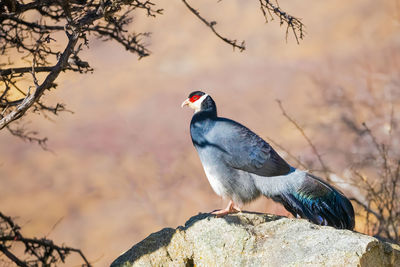 Close-up of bird perching on tree