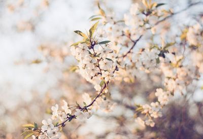 Close-up of cherry blossom tree