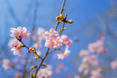 Close-up of pink cherry blossom