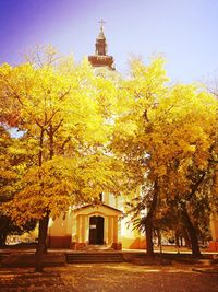 Autumn tree by building against sky