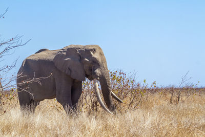 View of elephant on field against sky