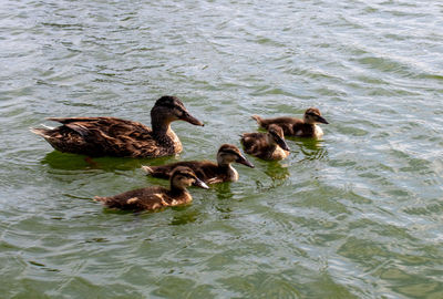 Ducks in a lake