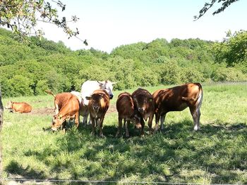 Horses in a field