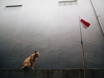 High angle view of cat on wall