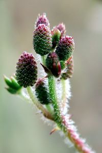 Close-up of flower buds