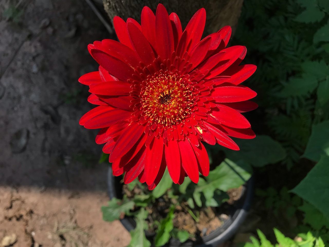 CLOSE-UP OF RED FLOWER