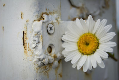 Close-up of daisy flower