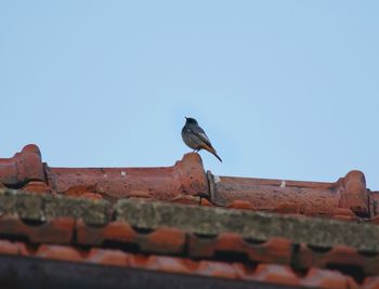 Low angle view of bird perching on roof against clear sky