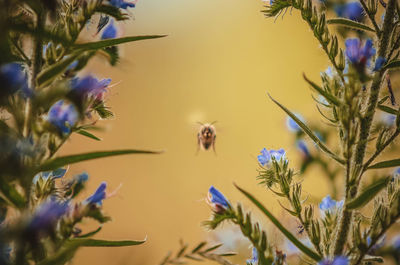 Close-up of bee pollinating flower