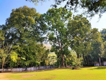 Trees on field against sky