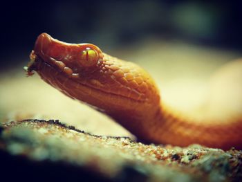 Close-up of lizard on rock