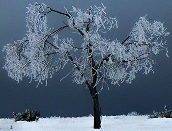 Bare tree on snow covered field