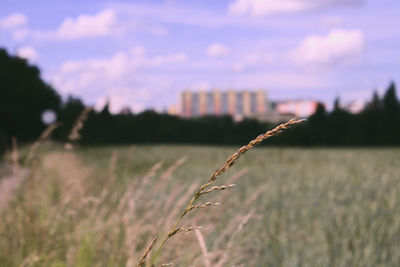 Close-up of plant growing on field against sky