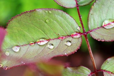 Close-up of wet plant leaves