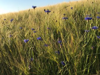Purple flowering plants on field