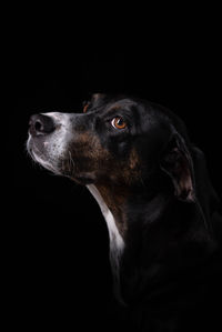 Close-up of dog looking away against black background