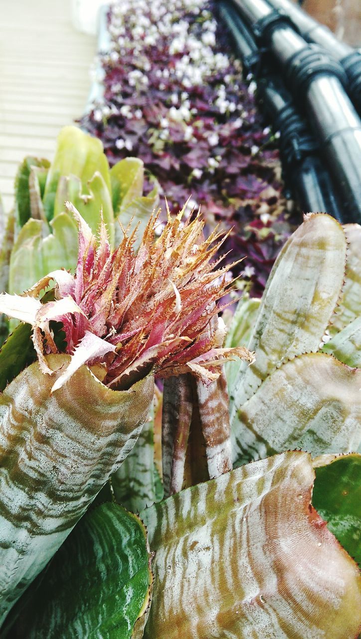 freshness, leaf, close-up, flower, plant, growth, focus on foreground, nature, green color, beauty in nature, food and drink, fragility, day, no people, potted plant, cactus, high angle view, food, water, outdoors