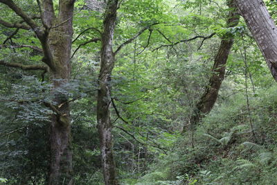 Trees in forest