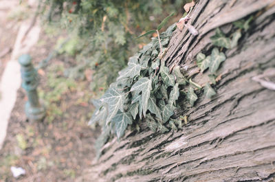 Close-up of tree trunk